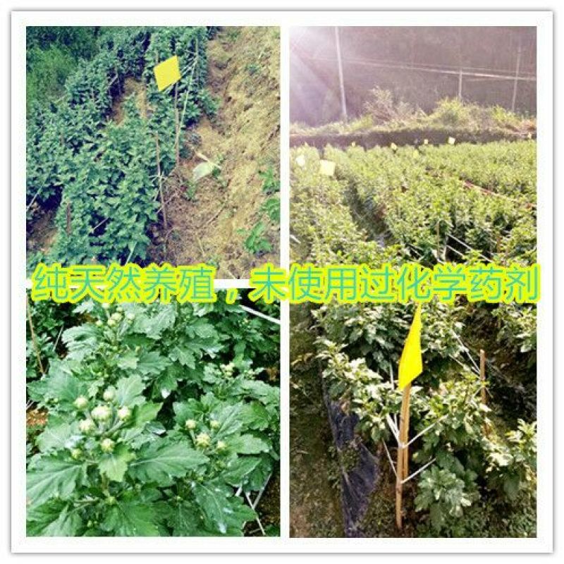 金丝皇菊苗，大量供应质优价廉通货，基地直发，包质量