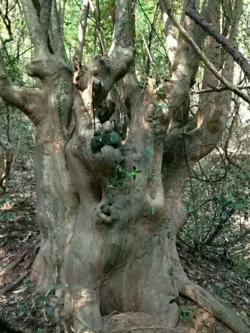 马灵光1.5~2m