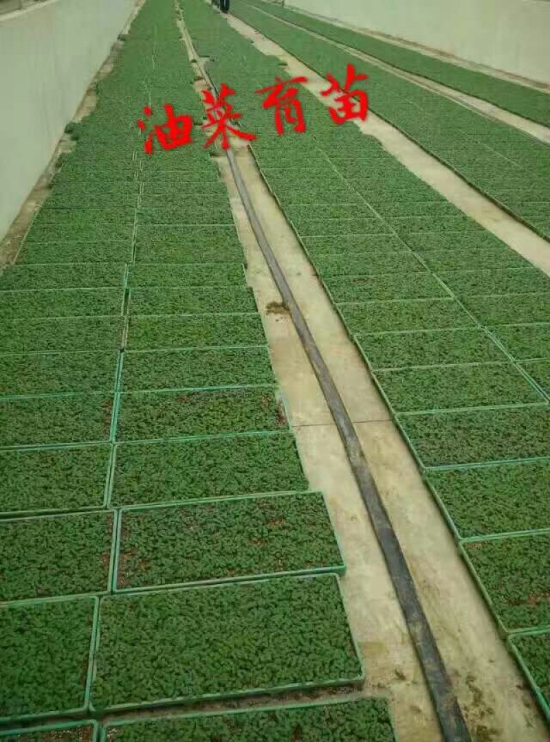 压榨菜籽油一级