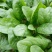 大叶菠菜20~25厘米