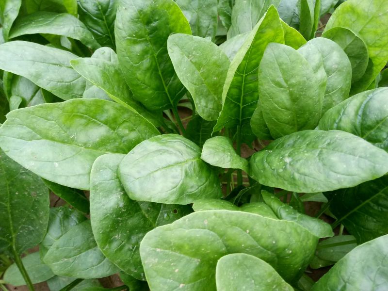 大叶菠菜20~25厘米