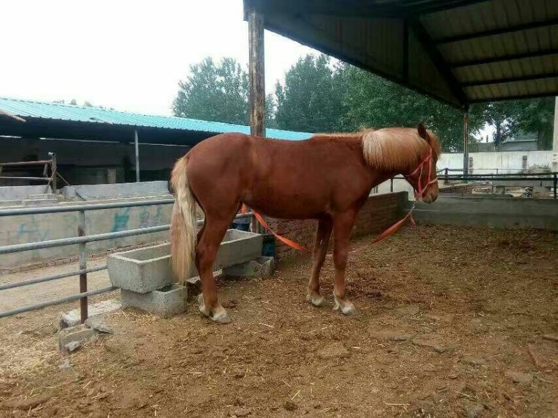 肉马100~200kg