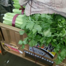 皇妃芹菜精品芹菜小芹菜香芹