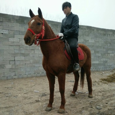 肉马