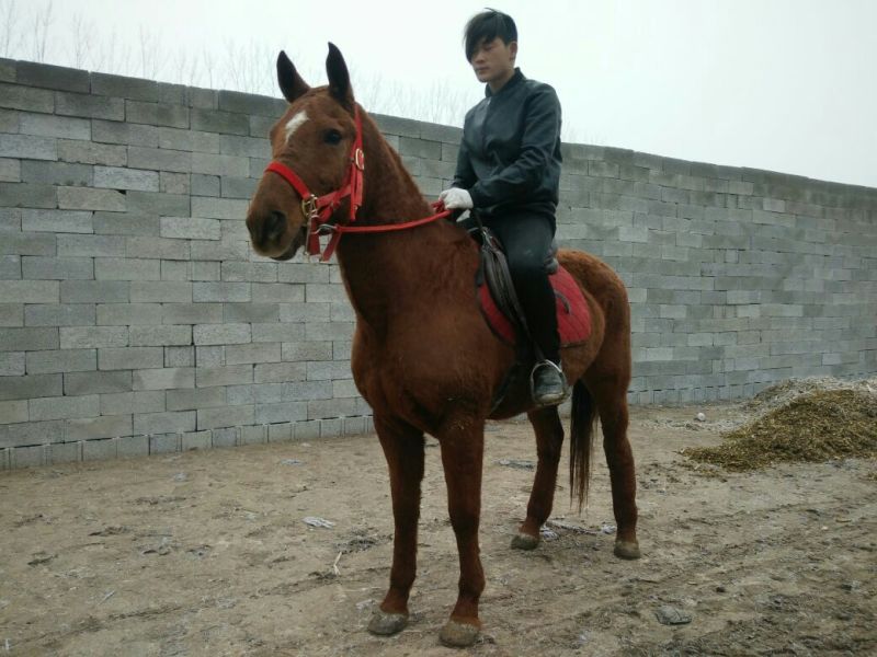 肉马