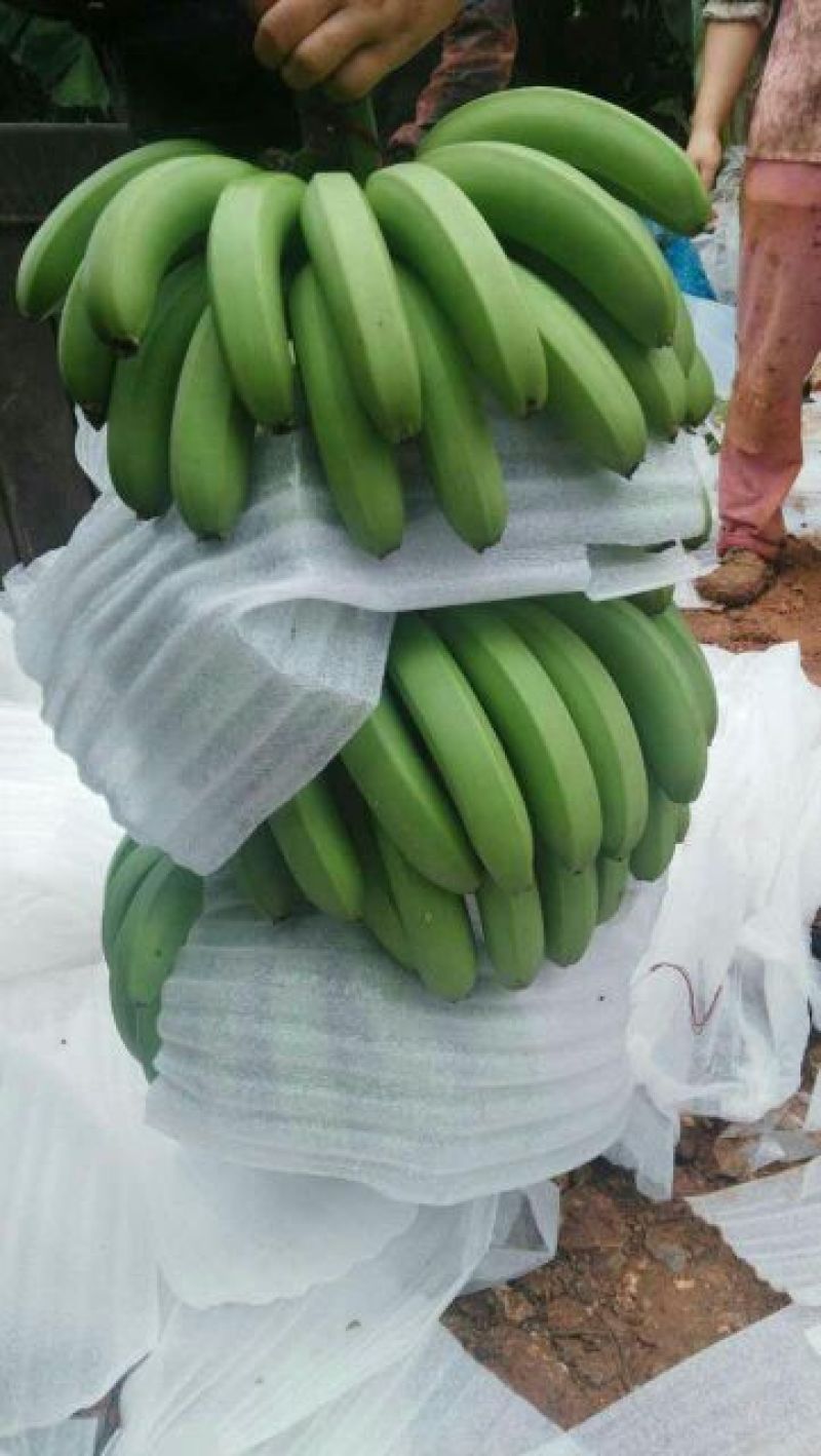 威廉斯香蕉七成熟
