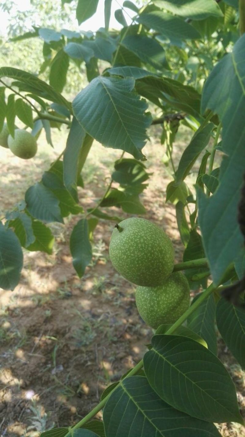 核桃40mm以上青皮湿