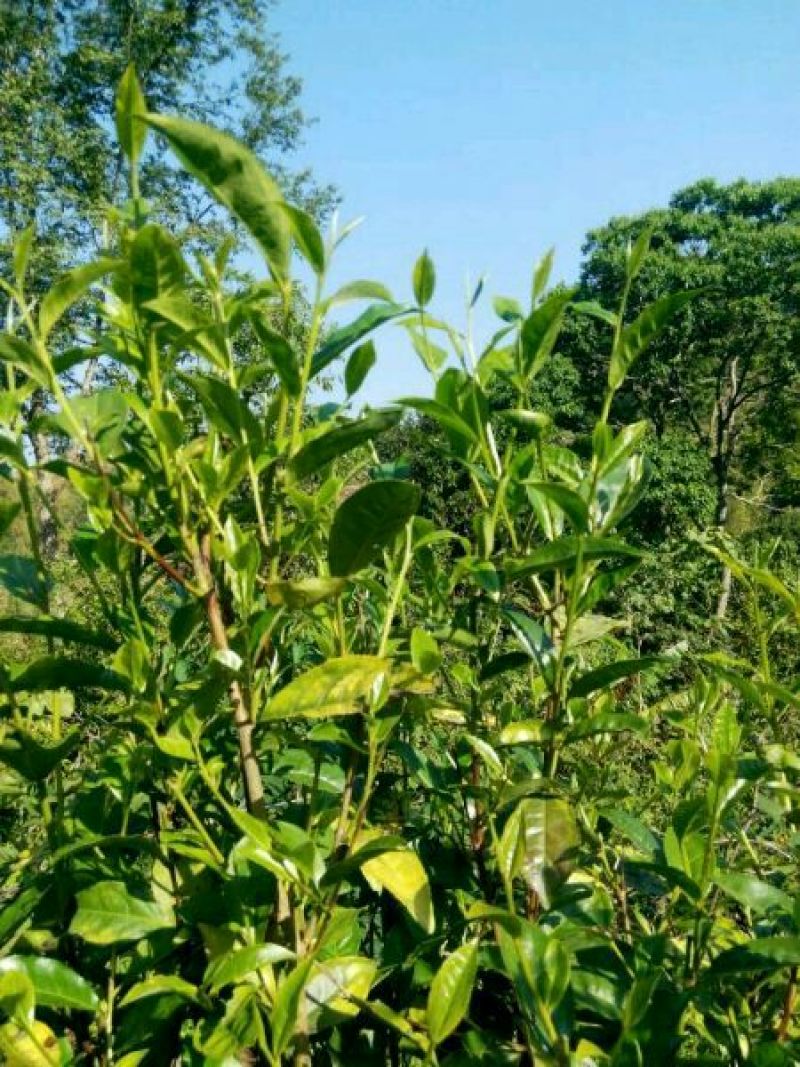 普洱绿茶散茶