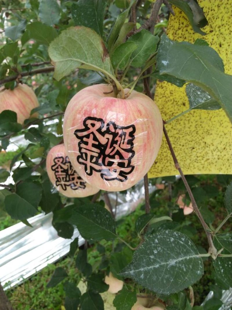 红富士苹果80mm以上甘肃平凉红富士苹果农民伯伯直销