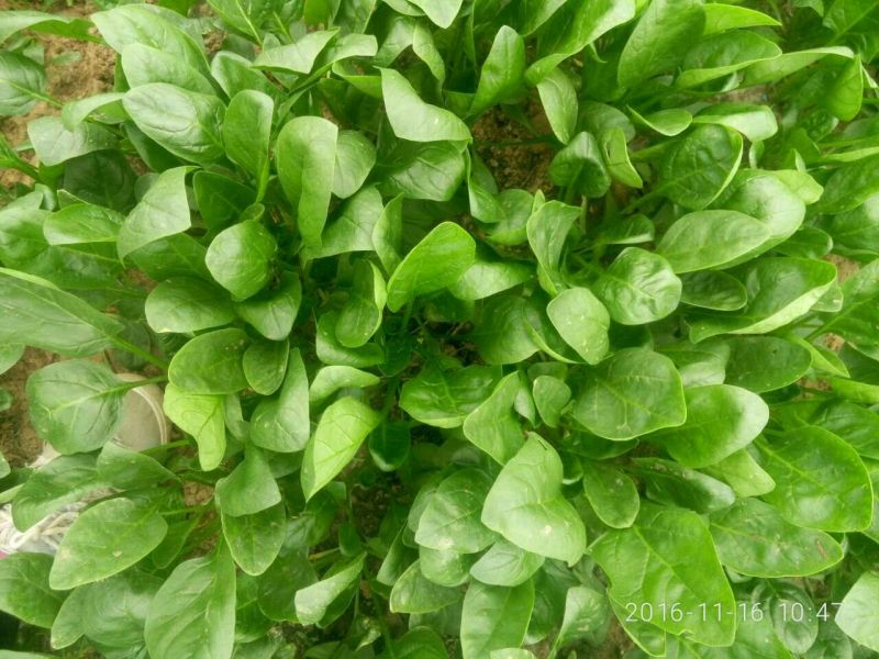 黑叶菠菜15~20厘米