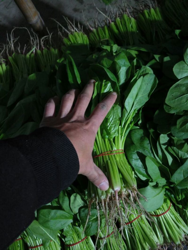 大叶菠菜15~20厘米