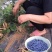 蓝莓