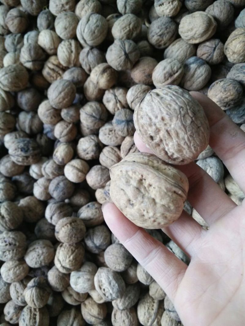 绵核桃
