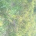 生姜5两以上带土