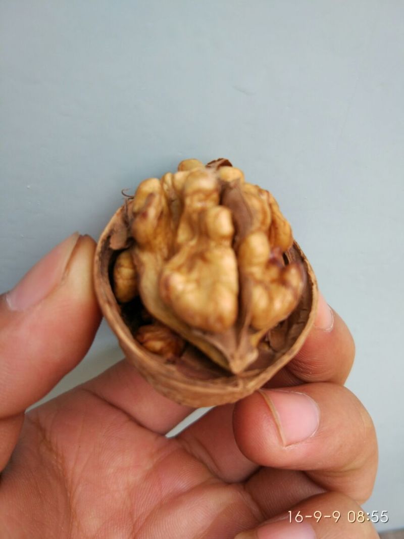 薄皮核桃去皮