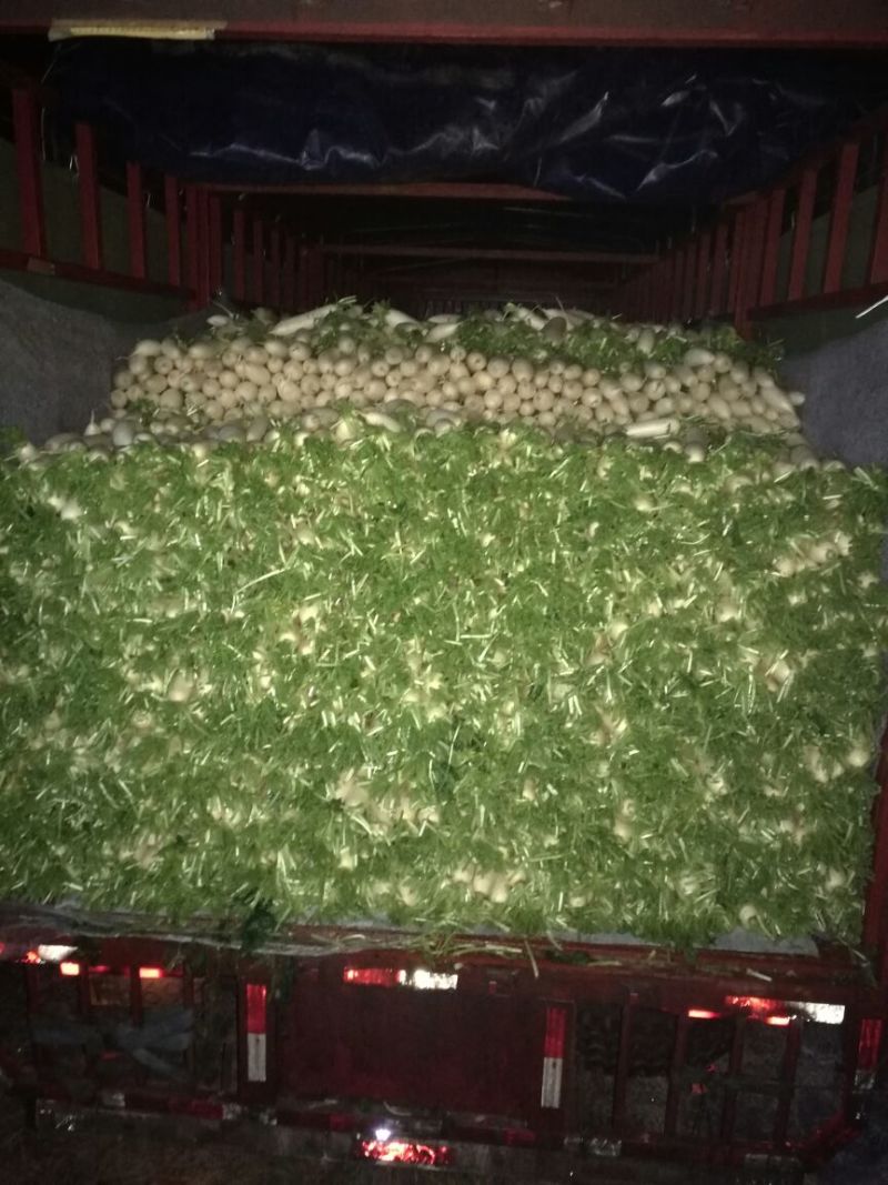 白萝卜2~2.5斤起