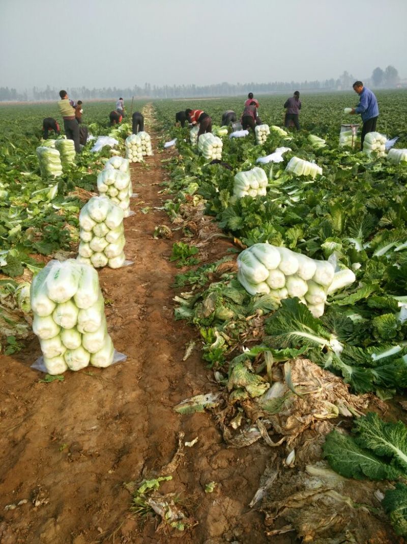 【推荐】山东白菜北京新三号4~6斤净菜规格齐全产地直发