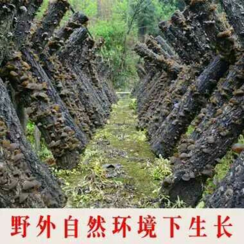 秋耳特级