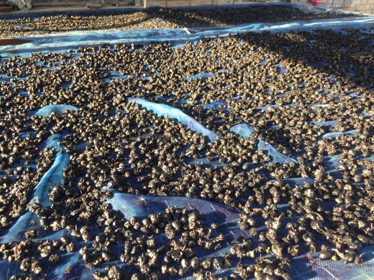 黑枸杞 统货0.3-0.6cm批发_杨庆杰供应_一亩田