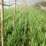 富生韭菜根粗叶厚，颜色黑
