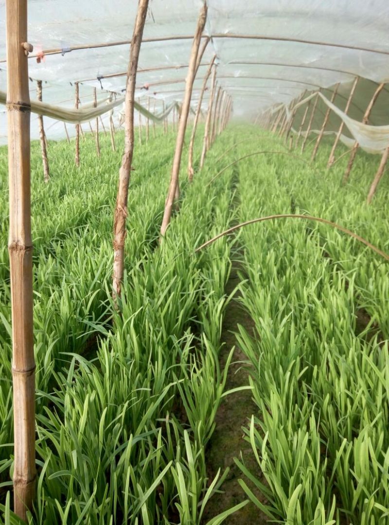 富生韭菜根粗叶厚，颜色黑