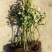 蓝莓苗50~80cm1~2年
