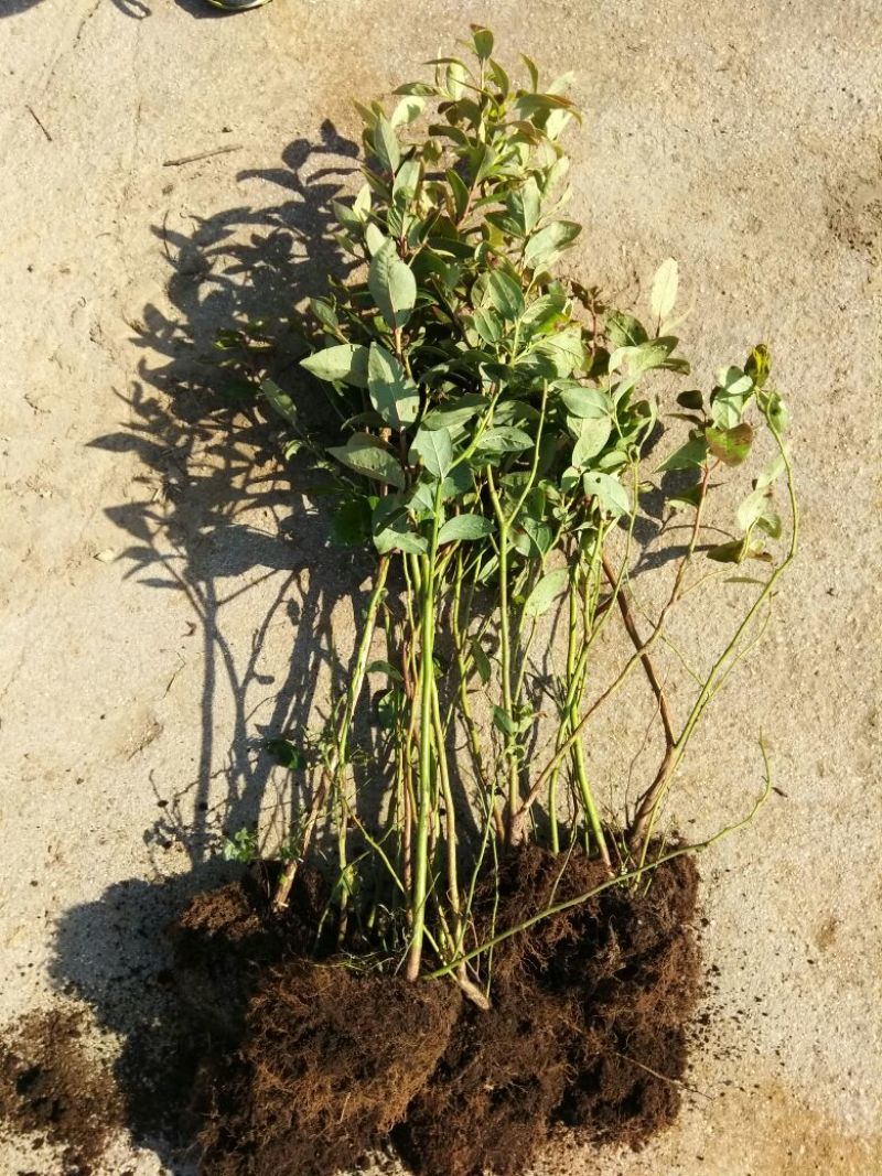 蓝莓苗50~80cm1~2年
