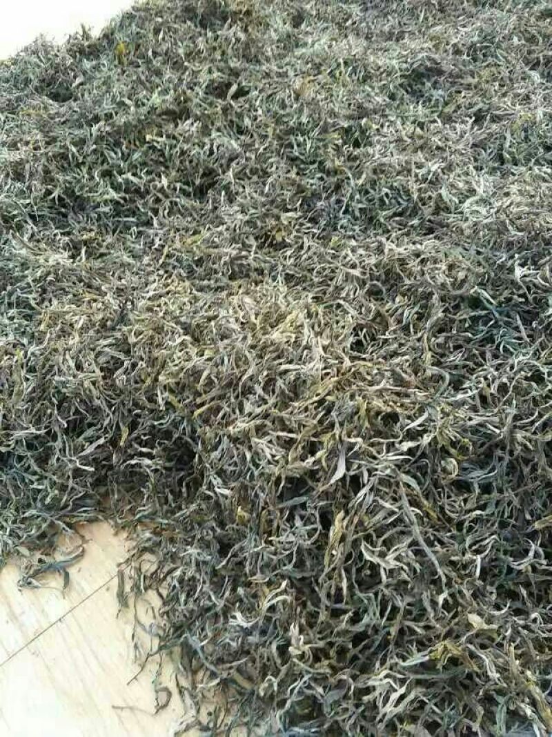 本山茶