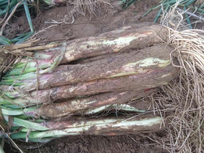 红葱大葱20~25cm毛葱2cm左右