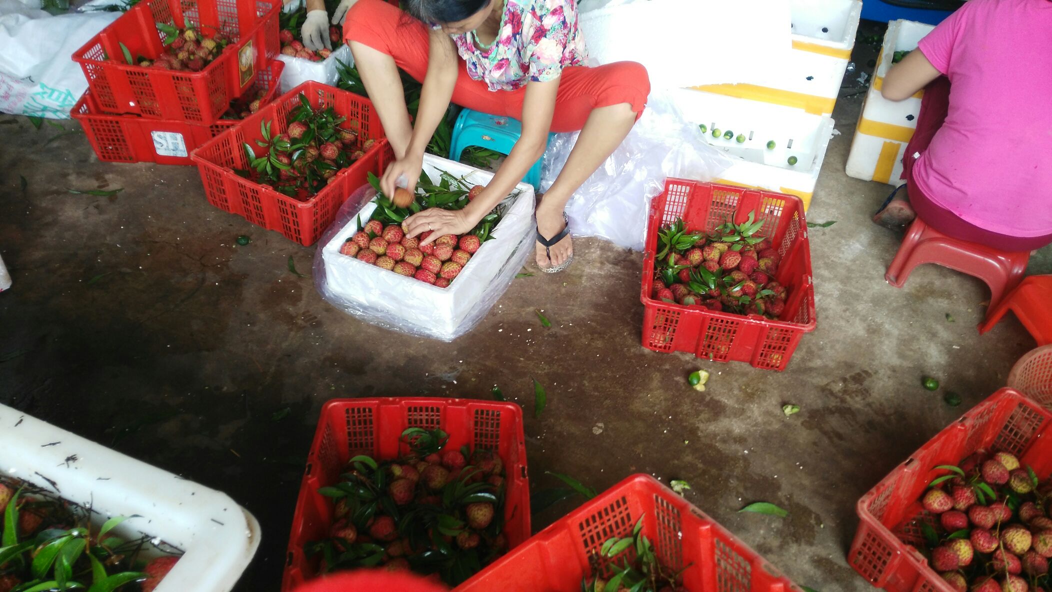 海南海口水果批发市场红皮荔枝 2cm以上批发