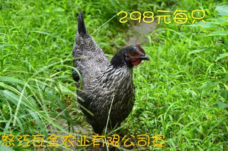 鸡散养土鸡2~3斤
