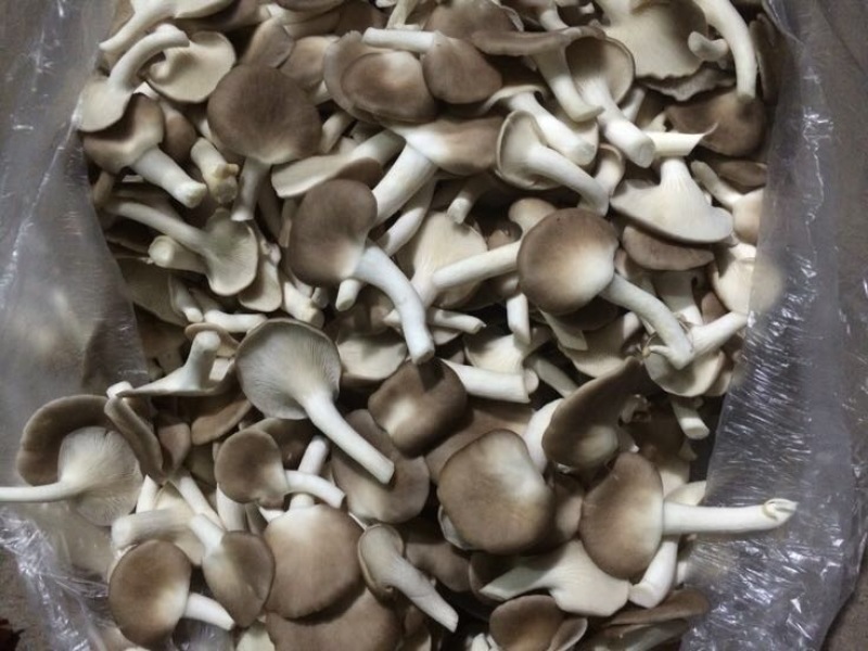 鲜秀珍菇