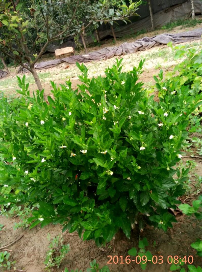 珊瑚珠含盆