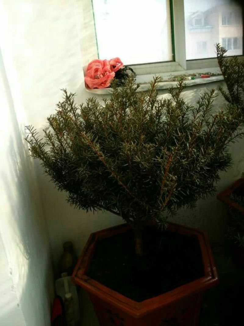 东北红豆杉苗50~60cm