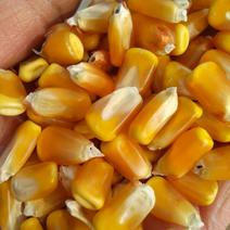 先玉335玉米16~20%