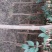 大叶女贞6~8cm