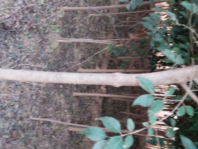 大叶女贞6~8cm