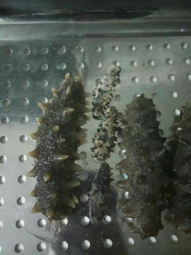 海参食用即食