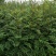 花椒苗种植基地大量出售花椒苗大红袍狮子头