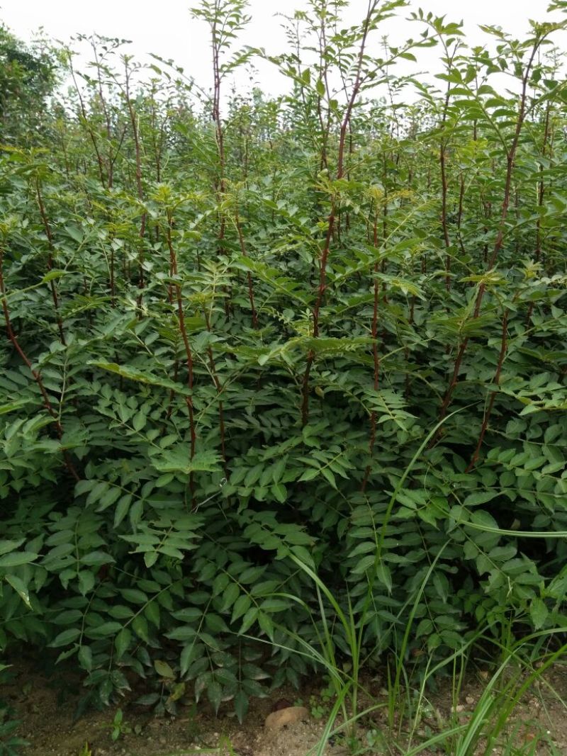 花椒苗种植基地大量出售花椒苗大红袍狮子头