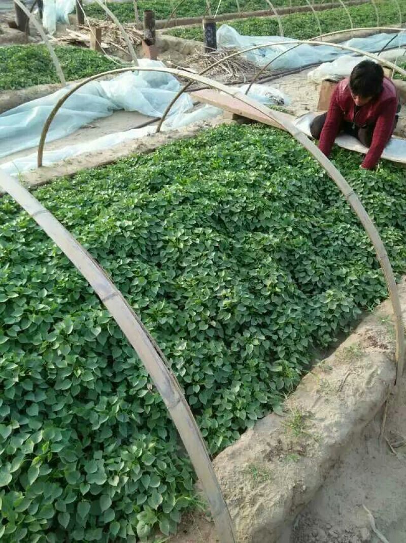 红薯苗地瓜苗山芋苗蜜薯苗西瓜红哈密苗，板栗薯红