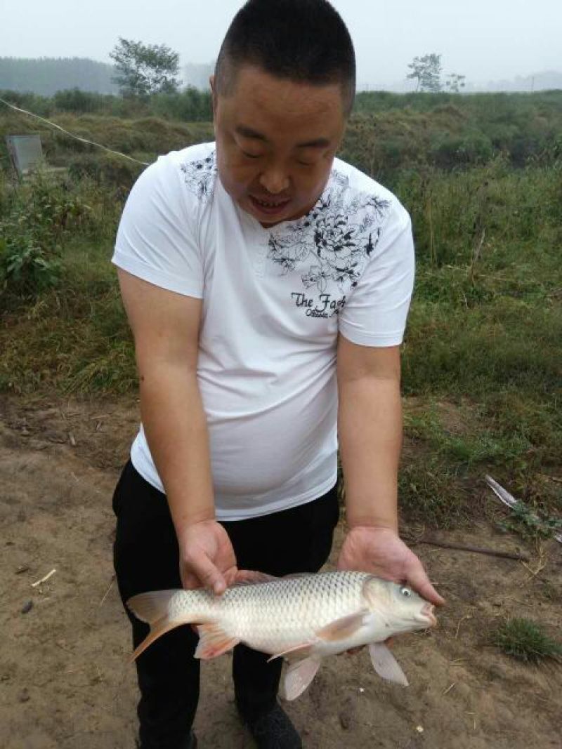 池鲤鱼食用2~3公斤