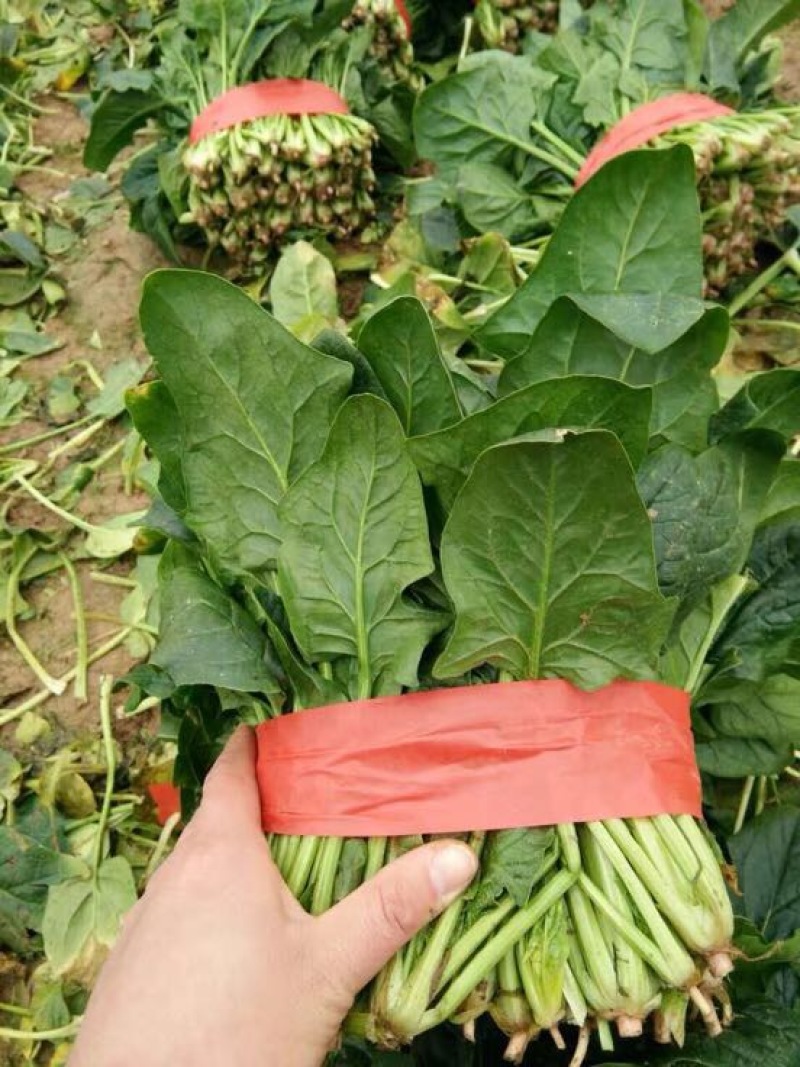 菠菜