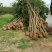 大丰大叶女贞4~6cm