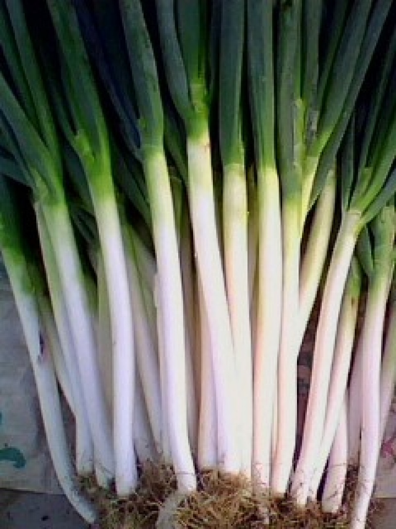 章丘大葱35~40cm毛葱3cm左右
