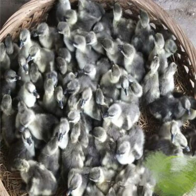 狮头鹅苗250g以上