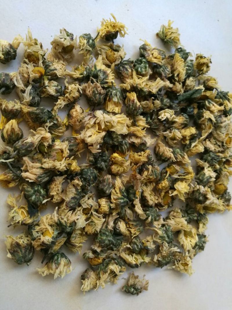 白菊花茶胎菊