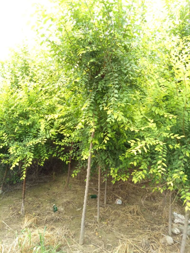 金叶榆6~8cm4~6cm3.5~4m