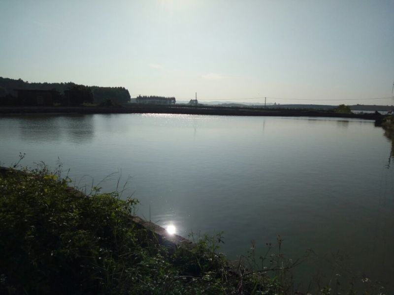 黄沙鳖2.5~3斤