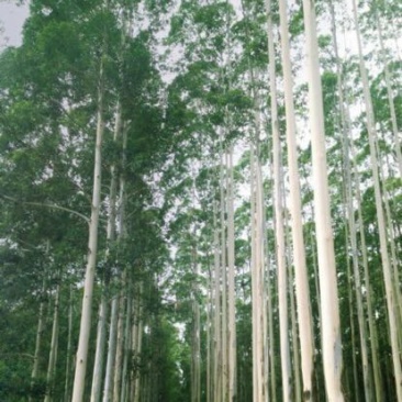 桉树